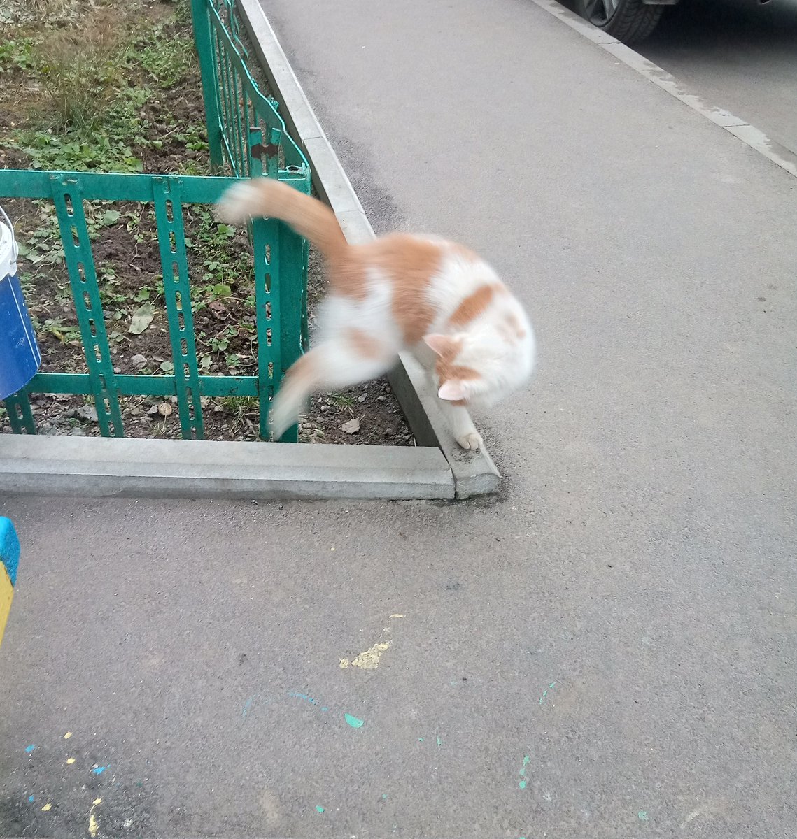 Зацените кота