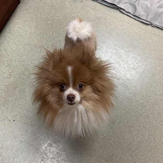 RT <a href="/GreatPlainsSPCA/">Great Plains SPCA</a>
Cookie was abandoned at a post office in a laundry basket.😢 Now this cutie is safe with us at Great Plains waiting to meet her forever family! ❤️‍🩹