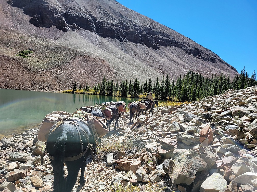 ShoshoneNF's tweet photo. Last summer, our Specialty Pack String helped @SanJuanNF pack in/out 50 loads of supplies (over 7,500lbs!) for a trail reroute on Mount Wilson with @CO14ers_Lloyd. In 2022, the team will return to assist in the removal of avalanche debris from Elk Creek Trail #StockSaturday https://t.co/Gvnx8ch1eU