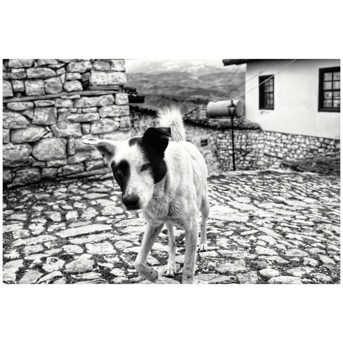 VMTVISUALS's tweet photo. Berat Albania 2022.
#berat #Albania #beratalbania #streetphotography https://t.co/l0nWo3EILA