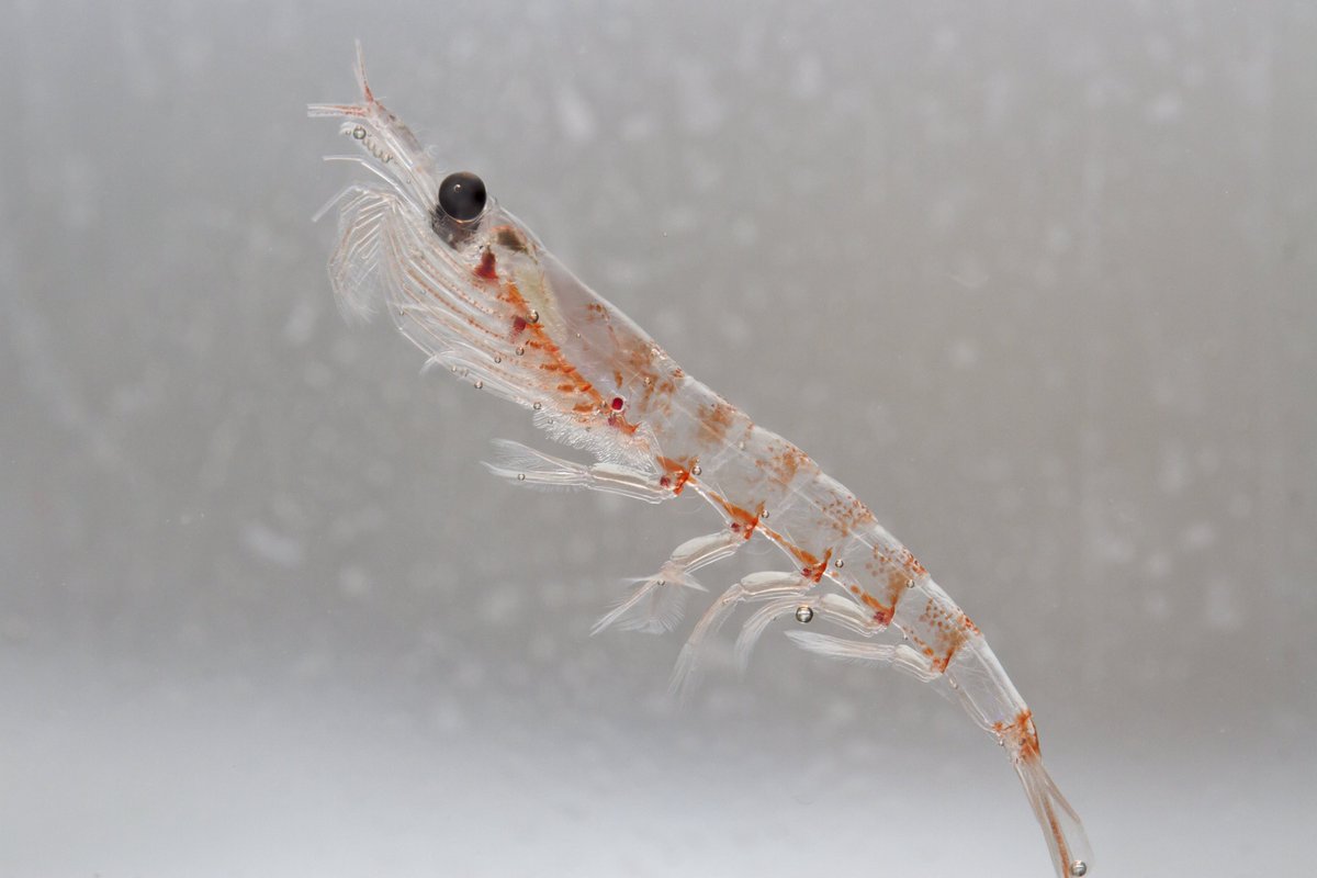 Ant_Partnership's tweet photo. Happy Wednesday! Hope you are #KrillingIt 🦐 https://t.co/hXqaDAsTmn