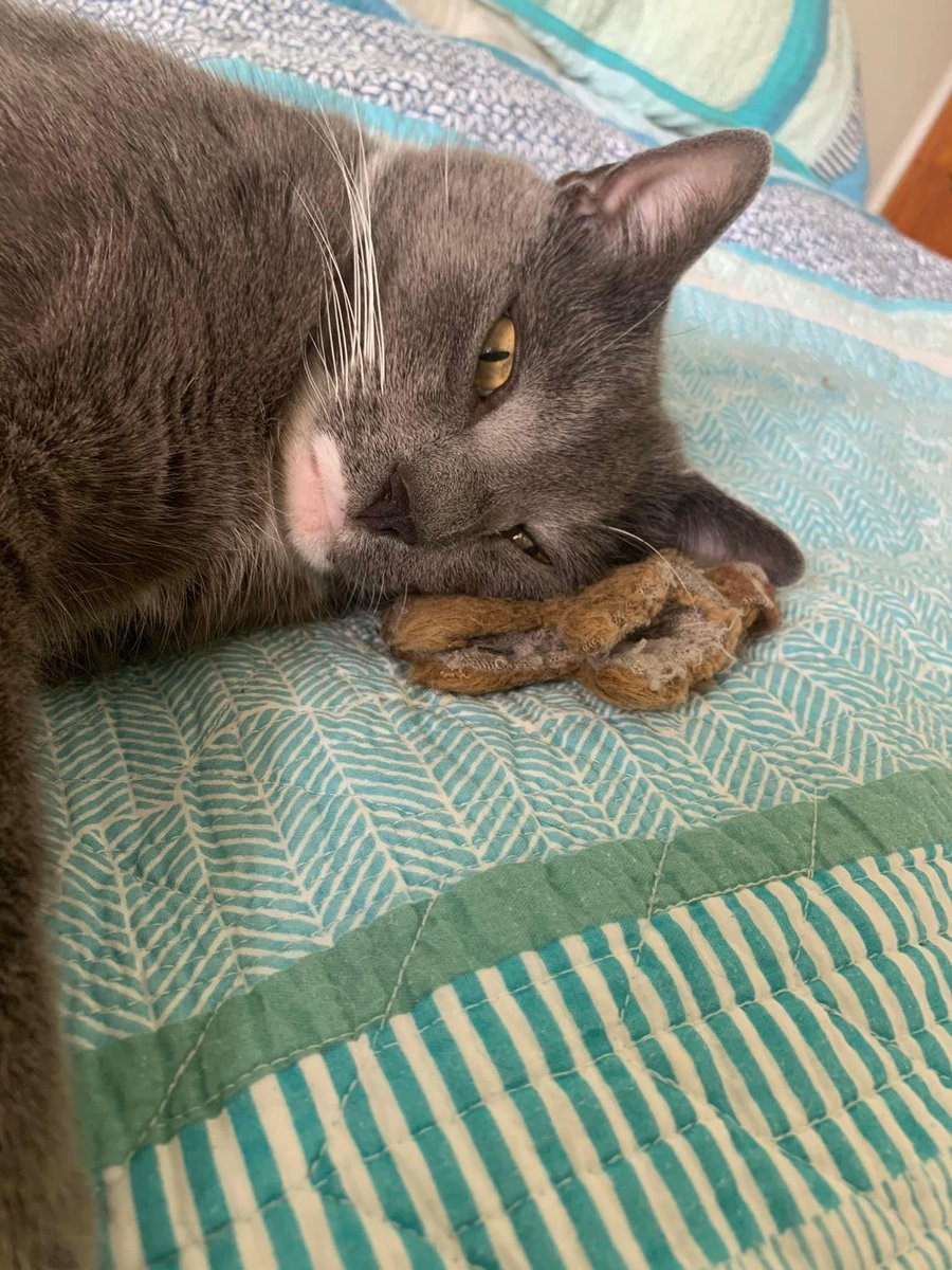 shanebazzi's tweet photo. omg this post on my local Facebook page 🥺💔 I hope he finds his toy squirrel https://t.co/xEdoIdUe7z