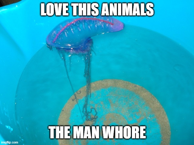 FaucetMeme's tweet photo. @_wittercritter @notklouds @REALFishFeeling https://t.co/UQ3401p03n