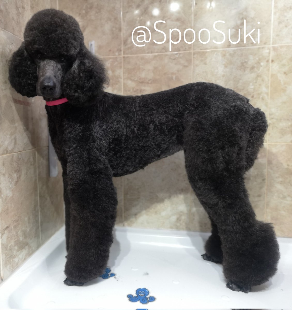 I'm clean again 🤷
#StandardPoodle #Poodle #DogsOfTwitter