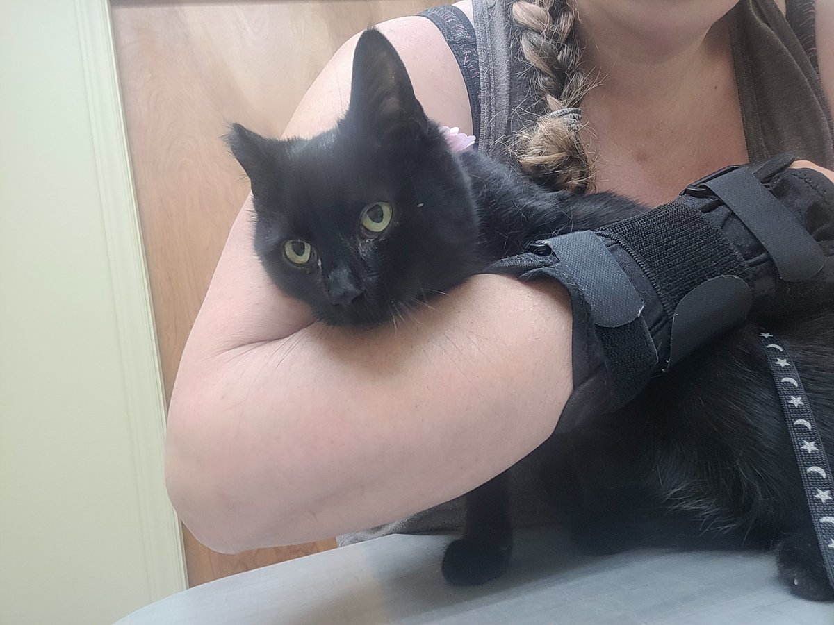 lynnslagle42's tweet photo. Bernadette isn't feeling well, so we went to the Vet. She has a URI, so she got a convenient injection and will get eye meds. She did amazing and is learning that people are ok. #edgarsfamily #berniebern #notfeelinggoodma #peoplemightbeok #onceferalnownot #learningaboutlife https://t.co/xIqTrFJm7I