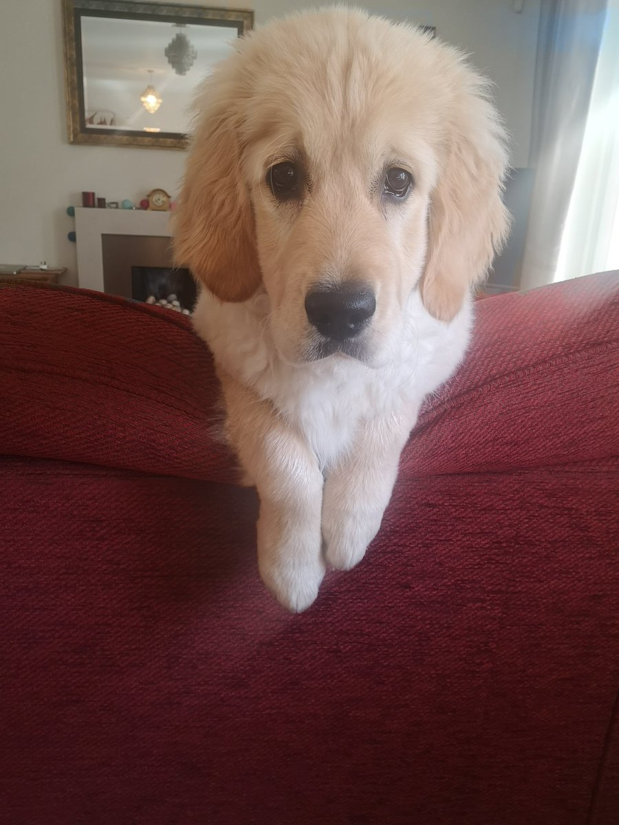 SuzLeesJones's tweet photo. @NCWNewman @HealthCareersUK Looks like my dog! Mylo send lots of positive career vibes for Wednesday 🐾🐾 #NCW2022 https://t.co/nTRa12ckEA