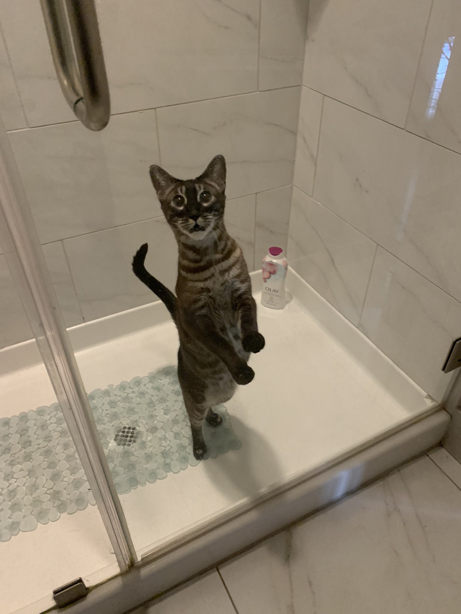 Rosemary Kelley on X Me Hears my cat crying Furiously checks all of his normal places Me Still hears cat crying Sounds like it s coming from the bathroom My cat knows how