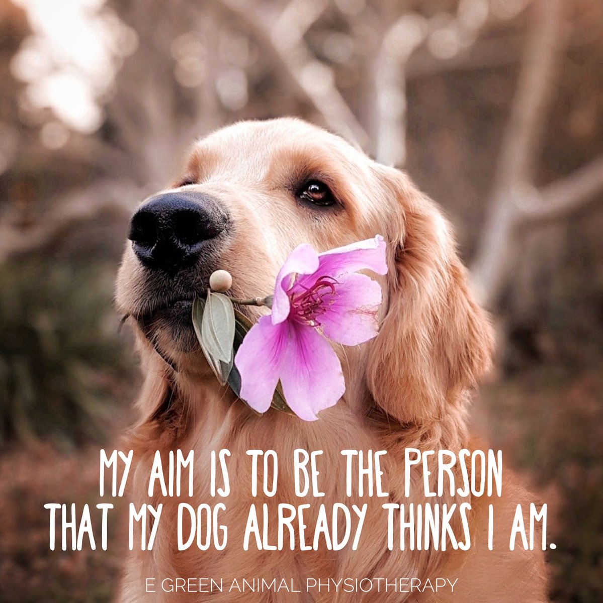 EGREENphysio's tweet photo. 🐾🐶❤️ https://t.co/H5P8OWxV1z