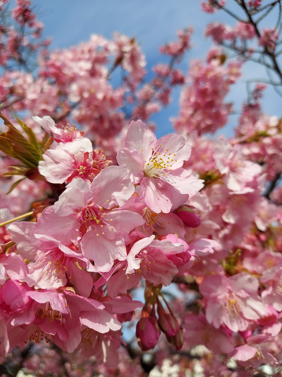 onlyamiracle's tweet photo. 河津桜が
「おはよう」
だって～。 https://t.co/dEQ17Y7L12