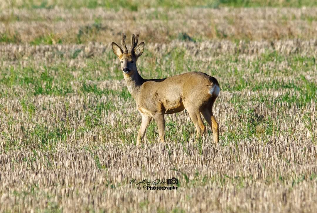 dick_martyn's tweet photo. Row Deer in the wild #deer #wilddeer #rowdeer #bambi #wiltshire #wiltshirewildlifetrust #wiltshirewildlife #chippenham #chippenhamtown #wiltswildlife  #wildlifephotography #photography #amaturephotographer https://t.co/wXaDaiLr6v
