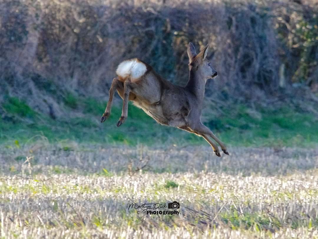 dick_martyn's tweet photo. Row Deer in the wild #deer #wilddeer #rowdeer #bambi #wiltshire #wiltshirewildlifetrust #wiltshirewildlife #chippenham #chippenhamtown #wiltswildlife  #wildlifephotography #photography #amaturephotographer https://t.co/wXaDaiLr6v