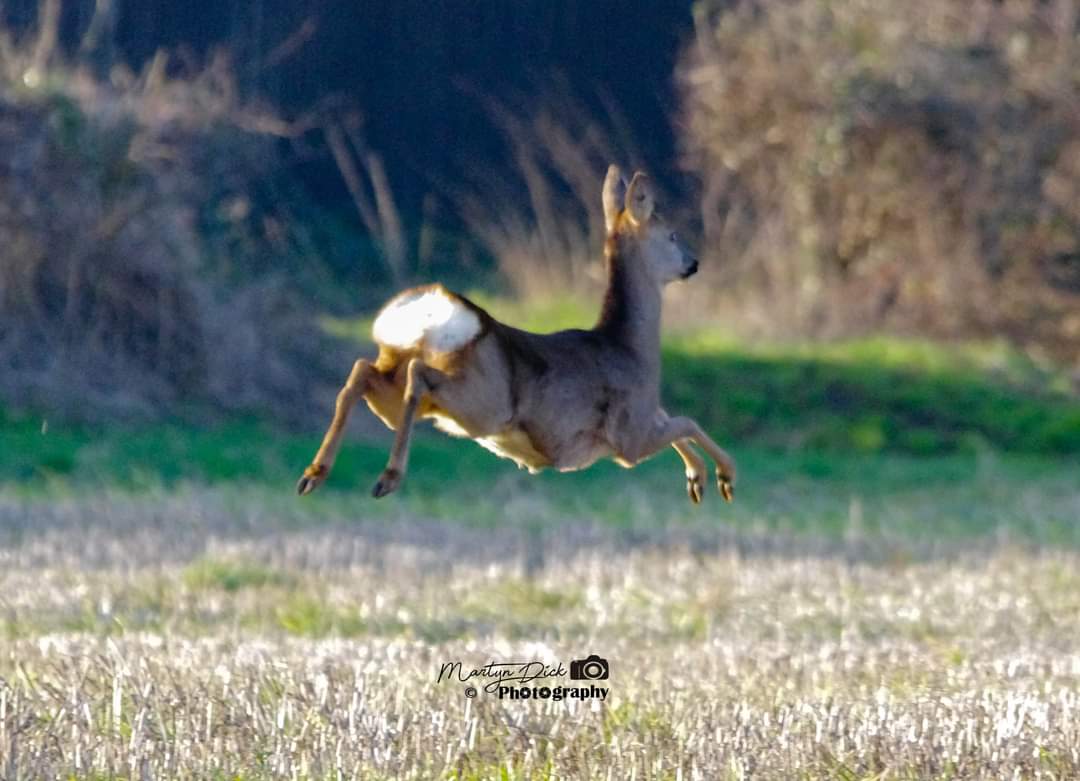 dick_martyn's tweet photo. Row Deer in the wild #deer #wilddeer #rowdeer #bambi #wiltshire #wiltshirewildlifetrust #wiltshirewildlife #chippenham #chippenhamtown #wiltswildlife  #wildlifephotography #photography #amaturephotographer https://t.co/wXaDaiLr6v