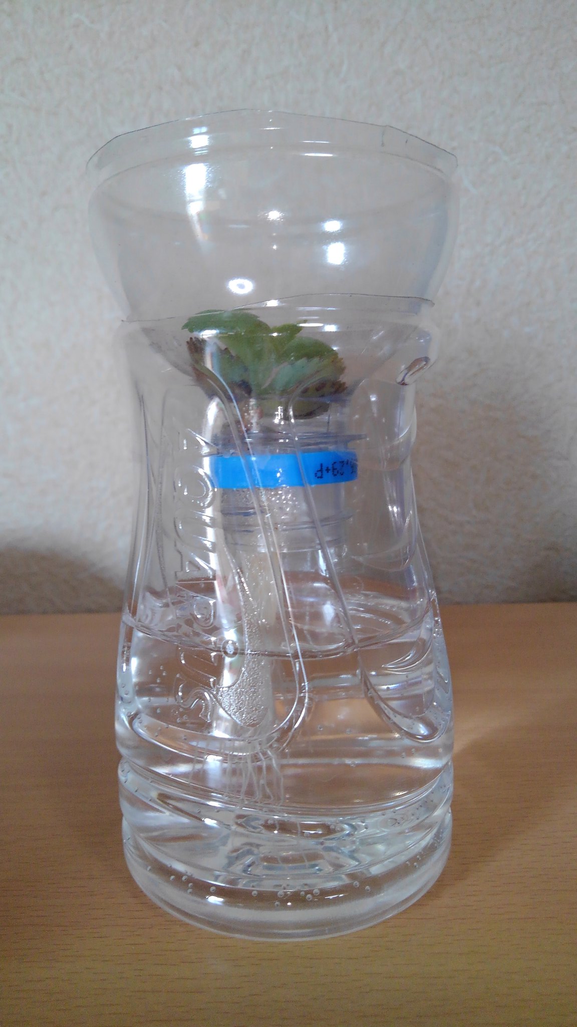 تويتر Kwsm Sor على تويتر 水耕栽培1ヵ月 多肉植物 子宝草https T Co V2wnkllpn3