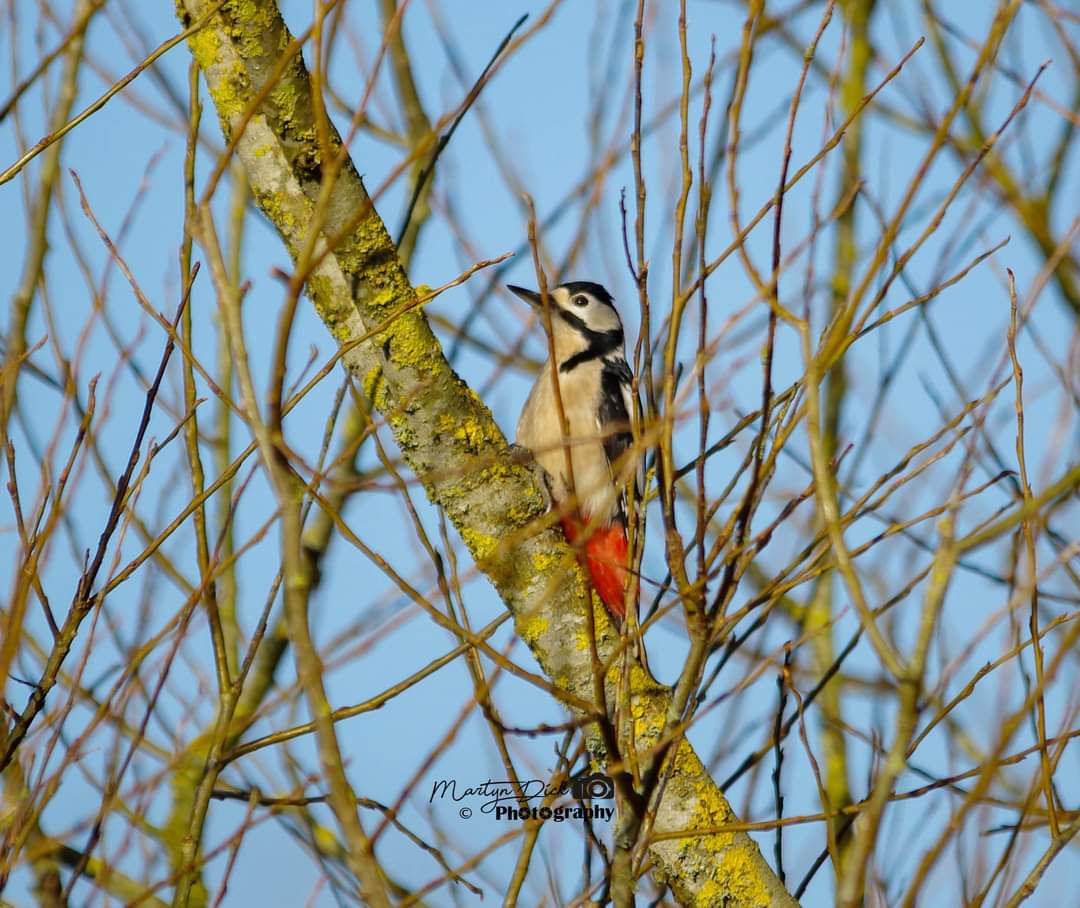 dick_martyn's tweet photo. A great spotted woodpecker I
Out on the riverbank Great spotted woodpecker #woodpecker #greatspottedwoodpecker #bird #birds #wiltshire #wiltshirewildlifetrust #wiltshirewildlife #chippenham #chippenhamtown @wiltswildlife  #wildlifephotography #photography #amaturephotographer https://t.co/U8fYfqWD8j