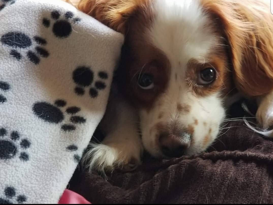 gofundme.com/f/4db9dg-help-…