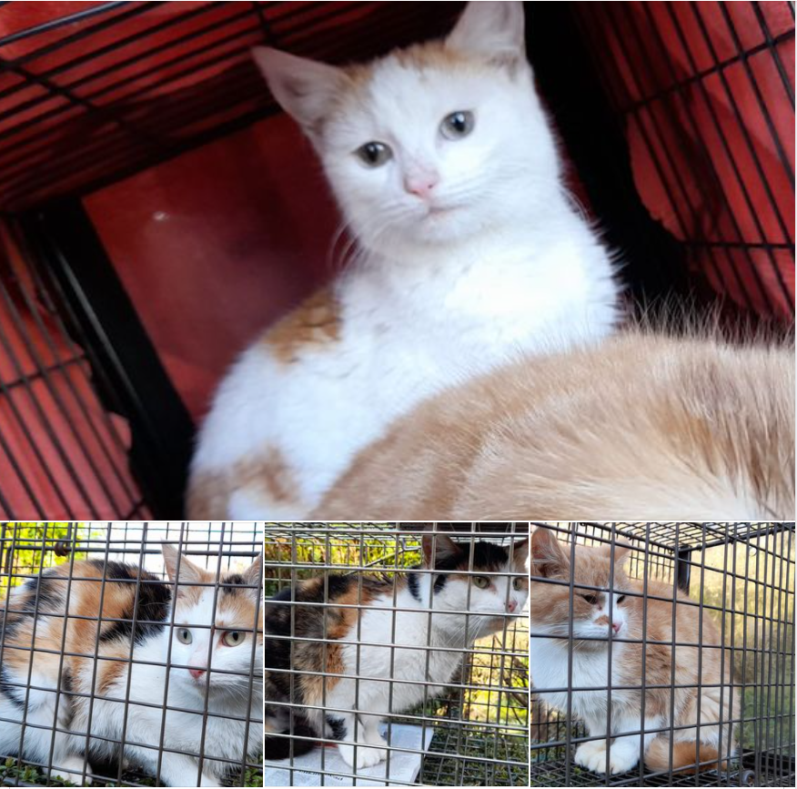 AnimalPartyIE's tweet photo. Could you share this post, please? UPDATE: We are very grateful to Marie Healy for the back up rescue space for these 4 cats at Fairyglen Community Animal Sanctuary. Good luck little ones on your next journey to a forever home.
🐈*** #REHOMING POST***🐈⬛ #onecatatatime #TNR https://t.co/rDtjnsmRNU