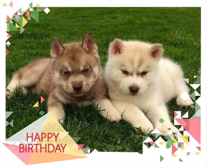 Meet River and Kodi when they were teeny tiny tater tots. Furever adorable, they are brother and sister and are best friends. It definitely shows. It's their 5th birthday! Say happy birthday to the adorable duo! 💙💜 <a href="/AlexaBoyce1/">Alexa Boyce</a> #dogsoftwitter #dogsofinstagram #AdoptDontShop