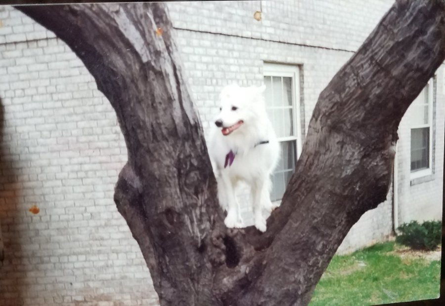 ferris316's tweet image. Does Fisher climb trees?
My guy was a professional squirrel hunter 🐿🌳
#Fisher
#BatBat 💖