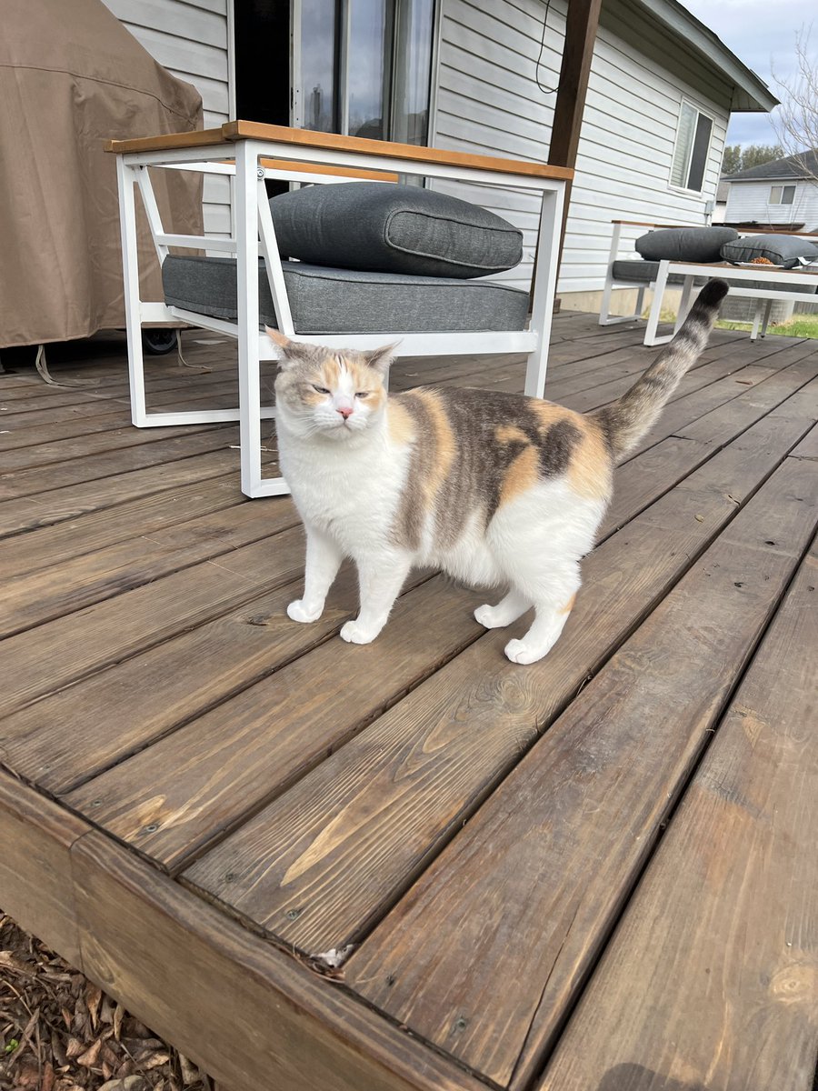 fatfatpankocat's tweet photo. Mild suspicion during outside time https://t.co/4WXTS7kp1m