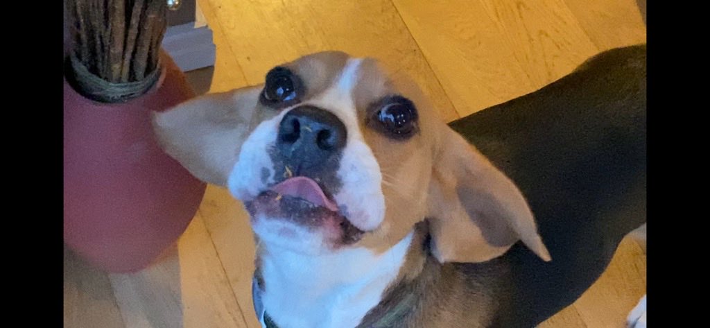 MoochMooch19's tweet photo. Pull a funny face Momos says. Ta da! #dogsoftwitter #beagle #funnyface https://t.co/0tQKbc3Hdl