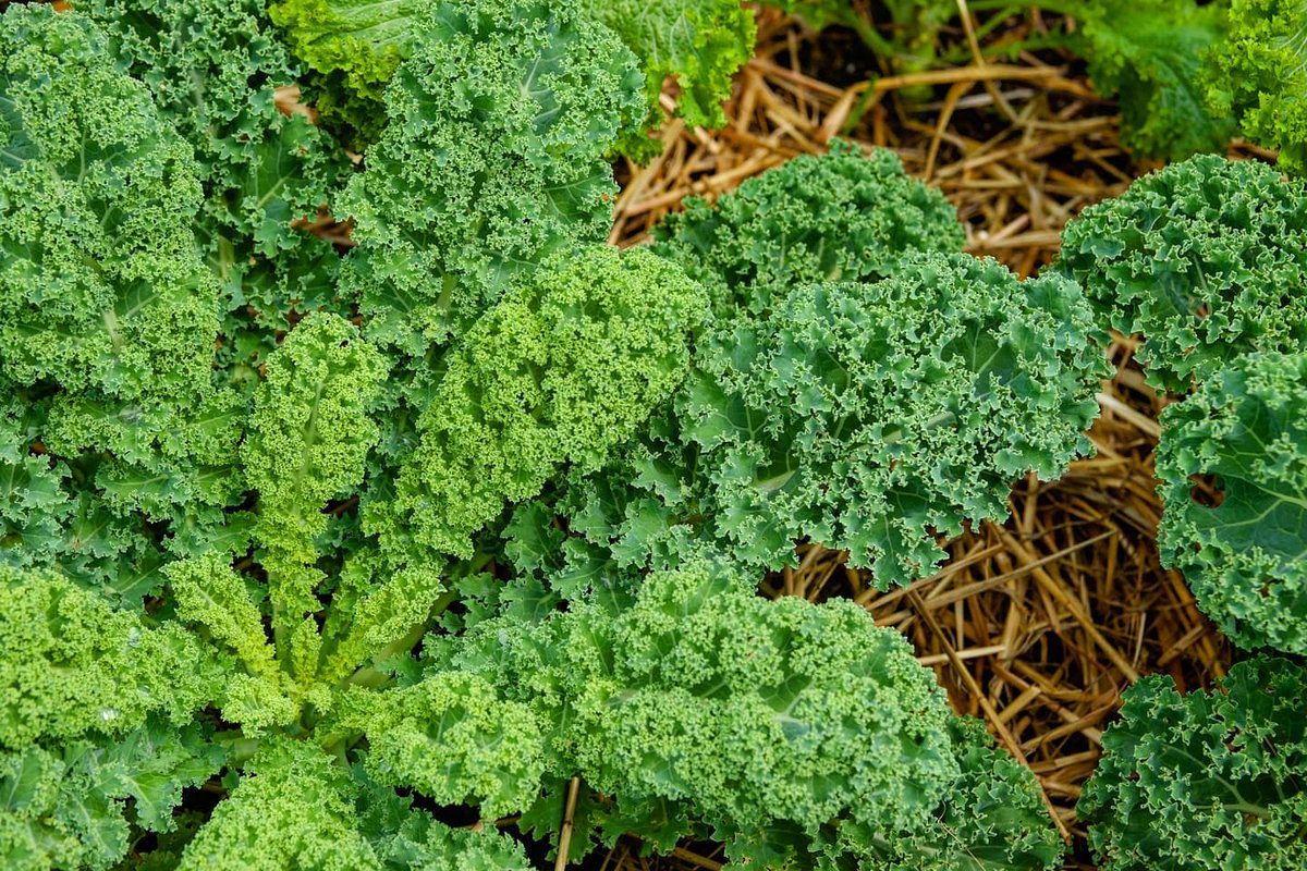 regeneration_in's tweet photo. Healthy soil is one of our most valuable resources.

The best way to protect it and grow healthy food? 

Regenerative Agriculture. https://t.co/R6tikOA6wn