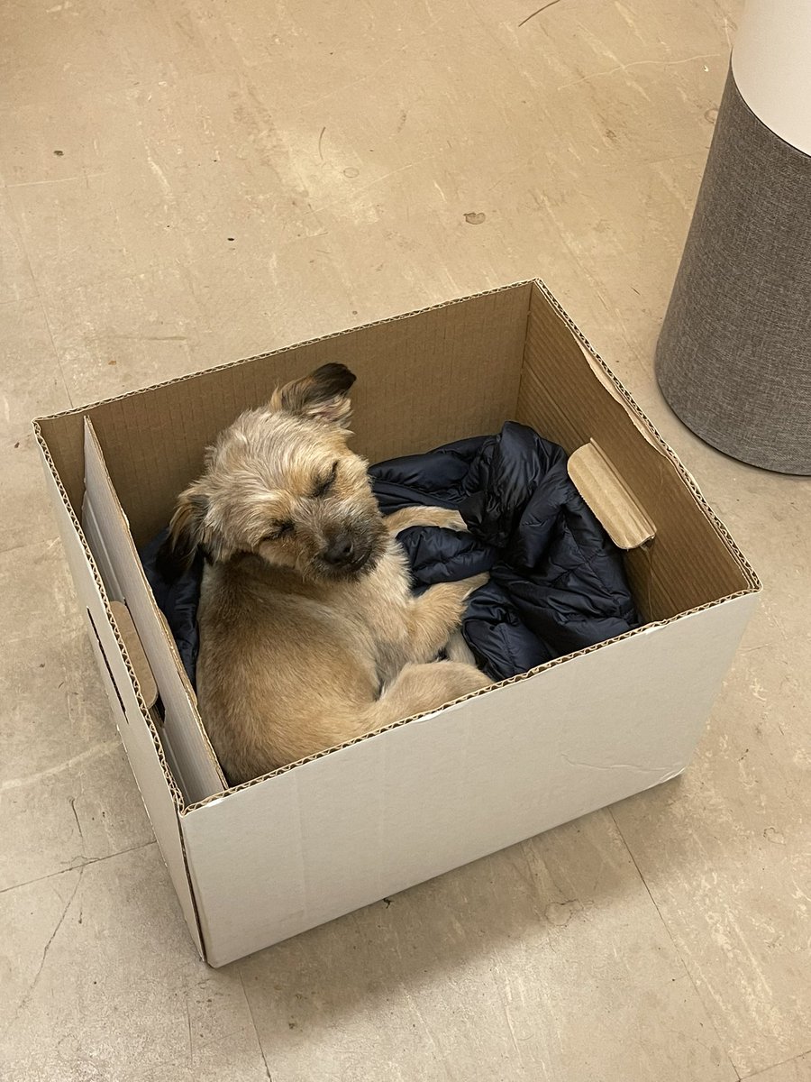 AlonziSarah's tweet photo. After managing to show him off in every lab presentation and Zoom meeting I could for the past few weeks, I've decided it's finally time for my sweet little grad school pup, Rupert, to make his academic Twitter debut #gradpup 🐶💕 https://t.co/VhUVGwqud7