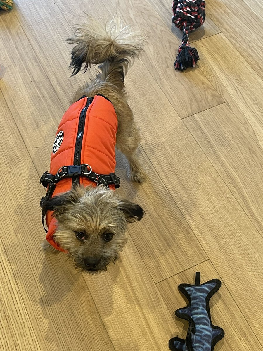 AlonziSarah's tweet photo. After managing to show him off in every lab presentation and Zoom meeting I could for the past few weeks, I've decided it's finally time for my sweet little grad school pup, Rupert, to make his academic Twitter debut #gradpup 🐶💕 https://t.co/VhUVGwqud7