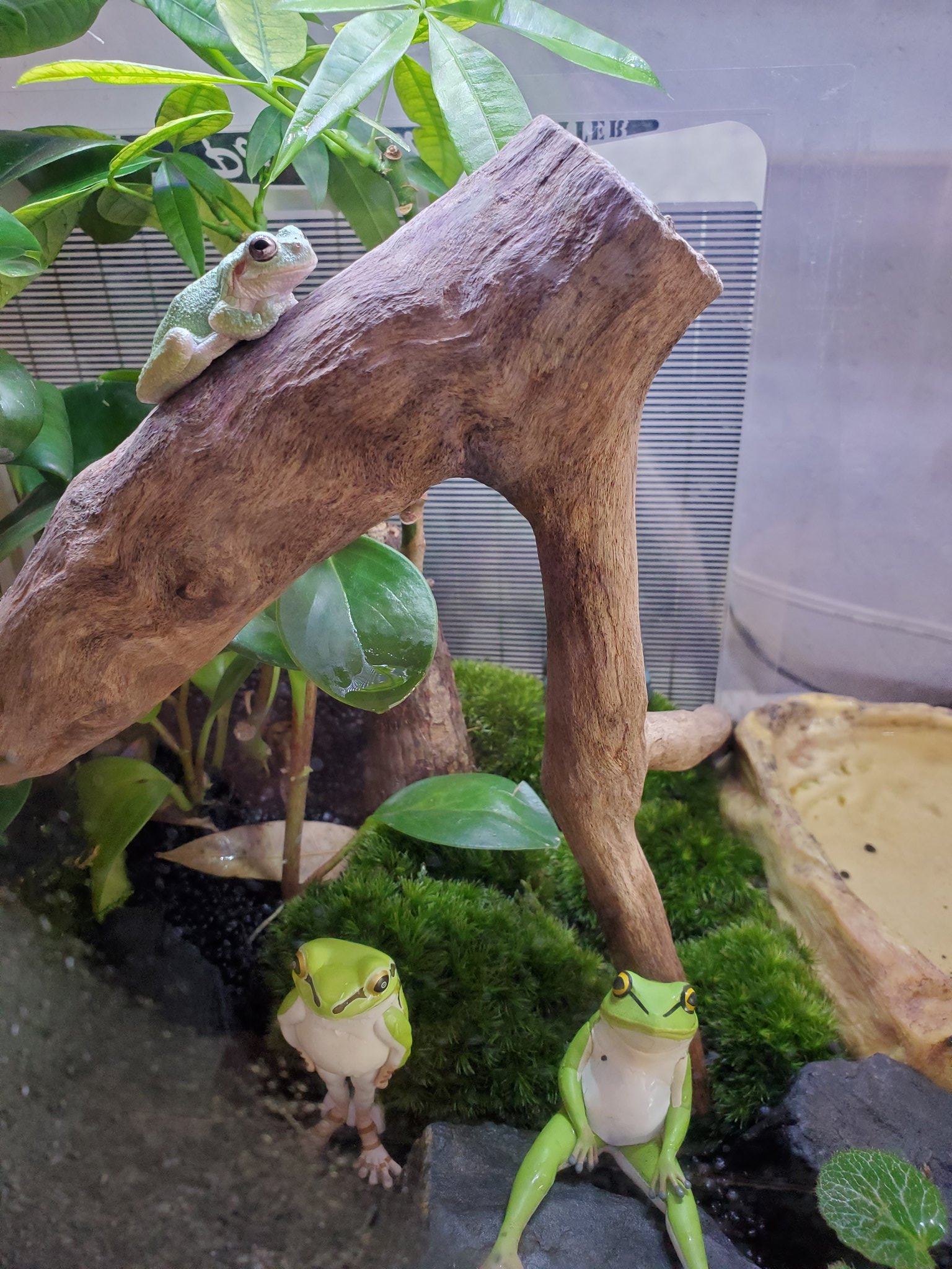 喜多村一郎 Al Twitter 流木 気に入ってくれたみたい カエル アマガエル テラリウム ケロリウム Frog カエル飼育 T Co T7ymno9p6c Twitter
