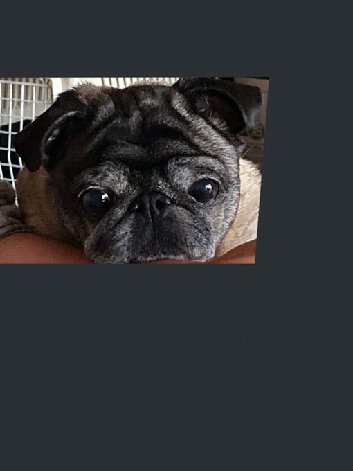 ナマケモノのtwitterイラスト検索結果