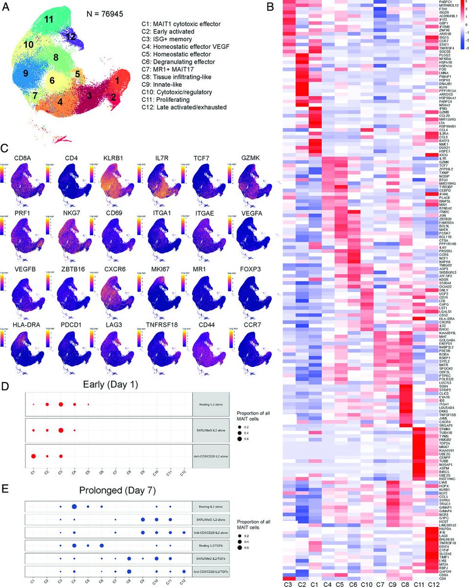 J_Immunol's tweet photo. #AuthorChoice: #scRNAseq #MAITcell analysis reveals helper, effector, and regulatory populations under homeostasis and activation, from @MichaelGlickma1 @MSKCancerCenter | #ReadTheJI #immunology 
https://t.co/BUNqvz8ayQ https://t.co/tvgeW4AaIS