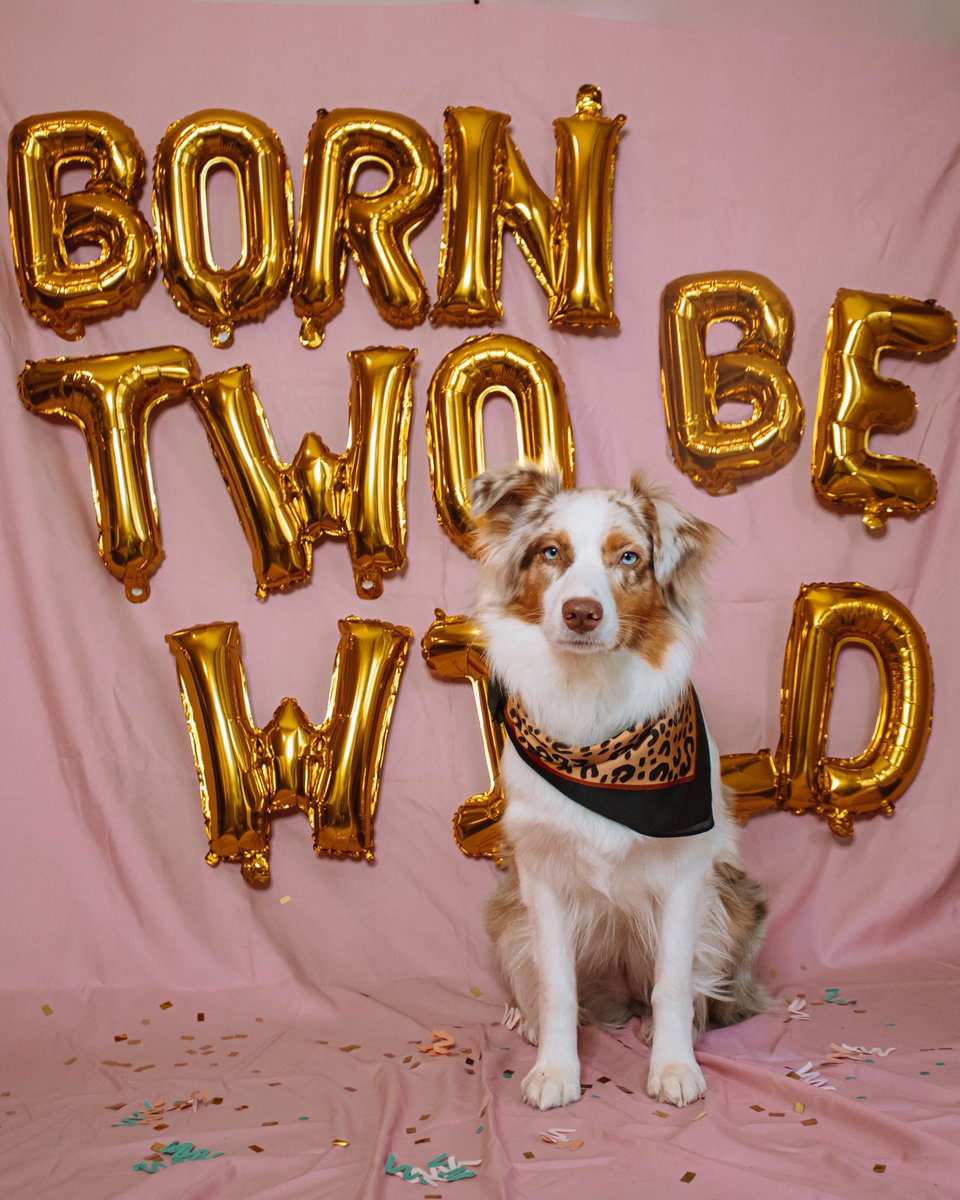 magswiththedogs's tweet photo. Happy 2nd birthday to our Sadie girl 💜 you were 10000% born two be wild https://t.co/5VZUWEtcTw
