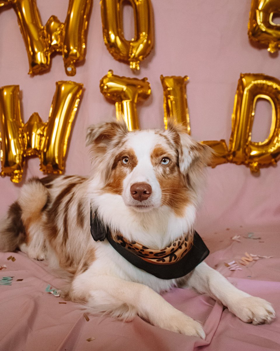 magswiththedogs's tweet photo. Happy 2nd birthday to our Sadie girl 💜 you were 10000% born two be wild https://t.co/5VZUWEtcTw