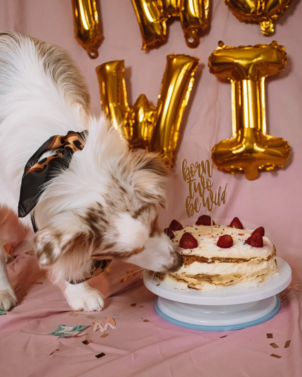 Happy 2nd birthday to our Sadie girl 💜 you were 10000% born two be wild