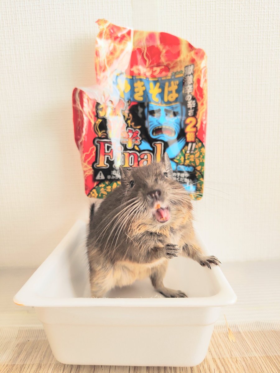 degu_potato's tweet image. 飼い主は悶絶してました
デスソース濃縮させて飲んでる様な辛さでしたｗ

ペヤング獄激辛やきそば Final