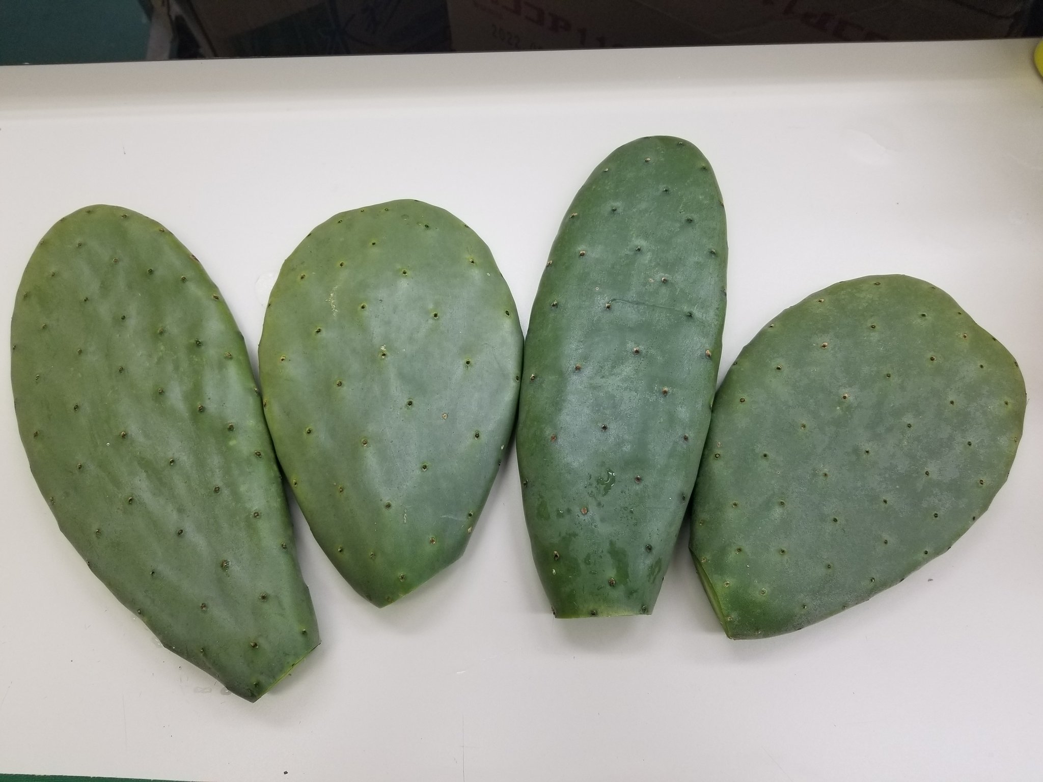かめはめ葉 人が食べて安心安全な食用ウチワサボテンを露地栽培で育てています 太陽の葉 同じ畑でリクガメ用に かめはめ葉 としてprしています カメさんと飼い主さんがいつも元気でありますように かめはめ葉 食用サボテン ウチワサボテン かめはめ葉 人が食べて安心安全な食用ウチワサボテンを露地栽培で育てています 太陽の葉 同じ畑でリクガメ用に かめはめ葉 としてprしています カメさんと飼い主さんがいつも元気でありますように かめはめ葉 食用サボテン ウチワサボテン