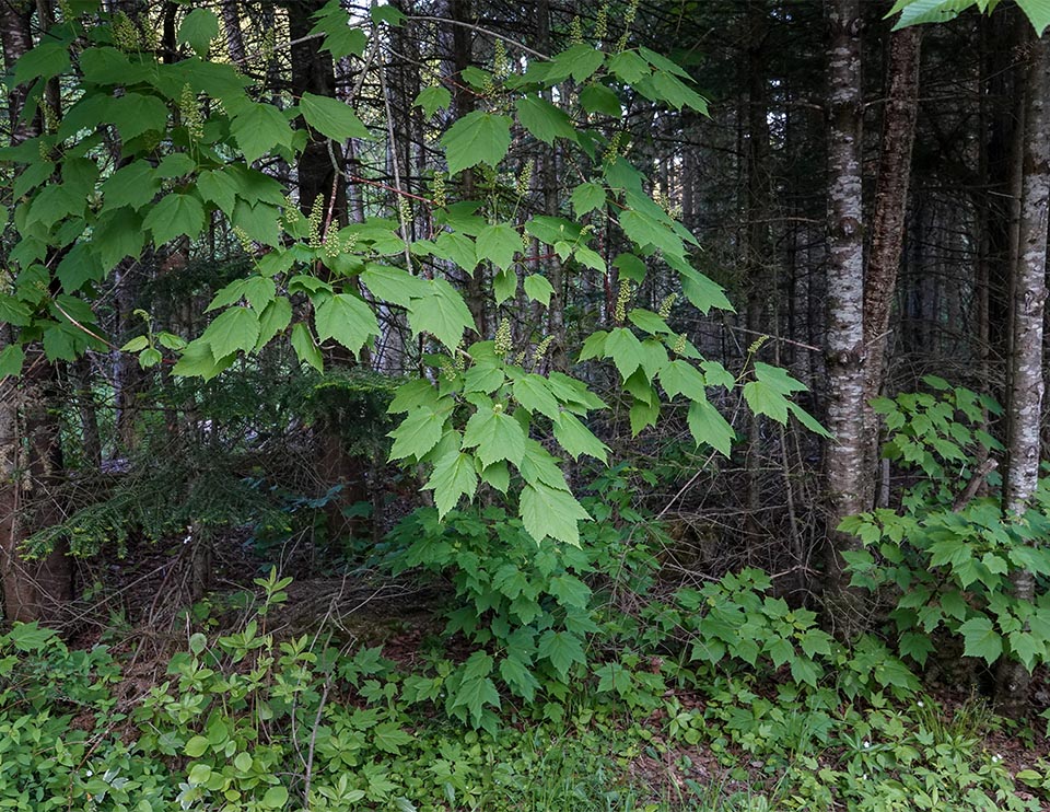 WildAdks's tweet photo. Adirondack Trees: Striped Maple flowers are arranged in drooping clusters, while Mountain Maple flowers appear in an erect, terminal cluster. Striped Maple and Mountain Maple, Essex County, NY (5 June 2021). https://t.co/vrombUCVbZ #stripedmaple #mountainmaple #springwatchADK https://t.co/H1waDrbM5e