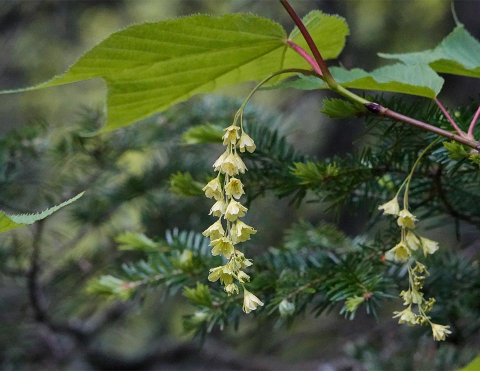 WildAdks's tweet photo. Adirondack Trees: Striped Maple flowers are arranged in drooping clusters, while Mountain Maple flowers appear in an erect, terminal cluster. Striped Maple and Mountain Maple, Essex County, NY (5 June 2021). https://t.co/vrombUCVbZ #stripedmaple #mountainmaple #springwatchADK https://t.co/H1waDrbM5e