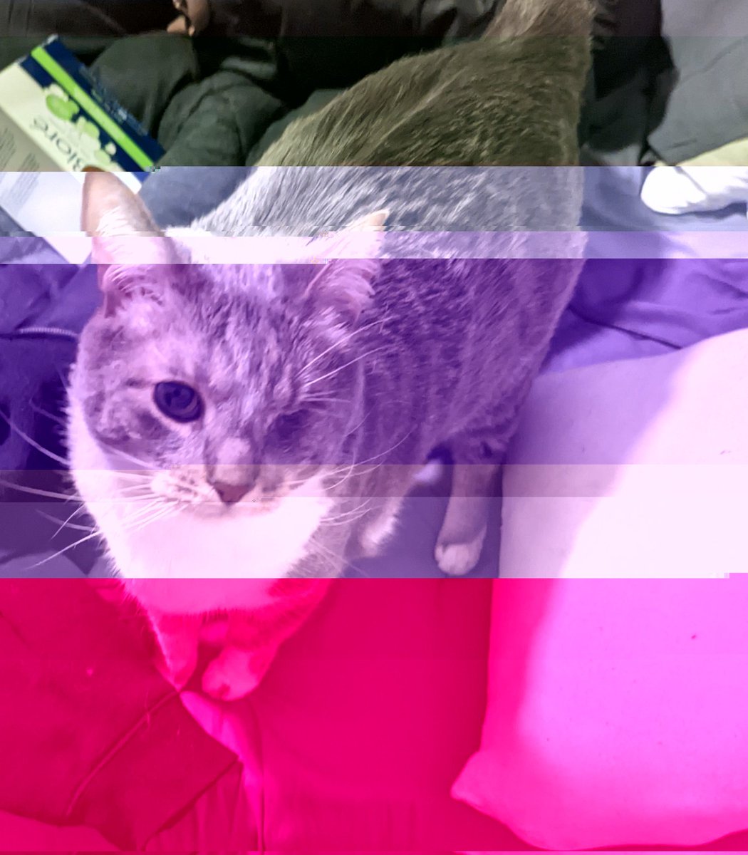 TheKatKashi's tweet photo. My hoomans camera breaks but hey, #bipride ..kinda? 💕💜 #CatsOfTwitter https://t.co/ad3iTzOEXt