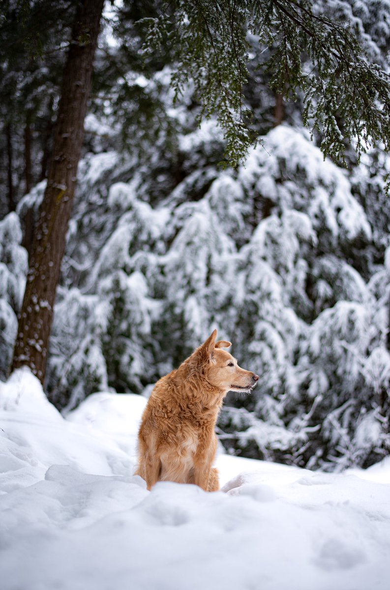 Happy International Women’s Day💐
#WomensDay #twitterdogcommunity #twitterdog #winterwonderland