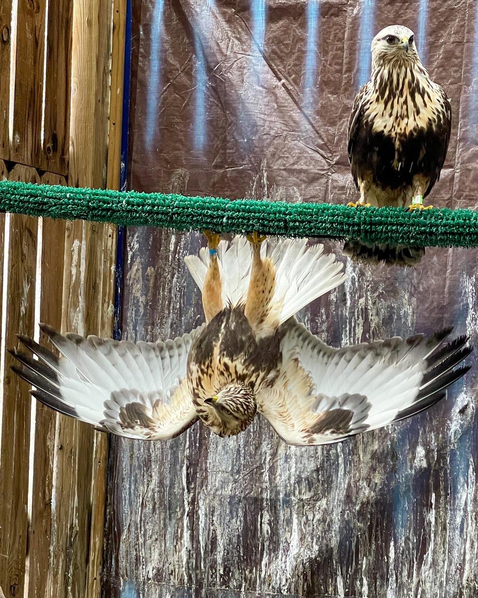KarinaMay's tweet photo. If a bird cannot escape a dangerous situation, they may freeze up in fear. This sometimes happens when we enter their enclosure to feed them. One of these Rough Legged Hawks did just that, but in an odd position #TwitterNatureCommunity #wildlifephotography #birdsofprey #raptors https://t.co/58eFcLGbd6