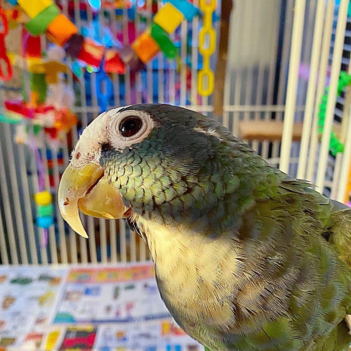 tracicarroll_'s tweet image. Hangin out with my buddy Ivan today with a messy coconut 🥥 oil beak. #loveyourparrot #tracicarroll #texasparrotrescue #pionusparrots