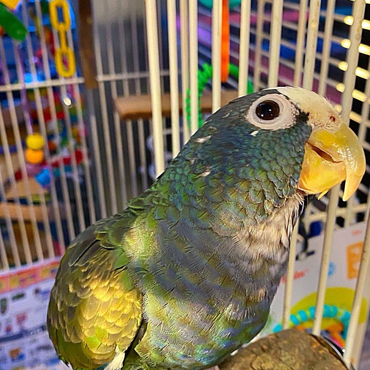 tracicarroll_'s tweet image. Hangin out with my buddy Ivan today with a messy coconut 🥥 oil beak. #loveyourparrot #tracicarroll #texasparrotrescue #pionusparrots