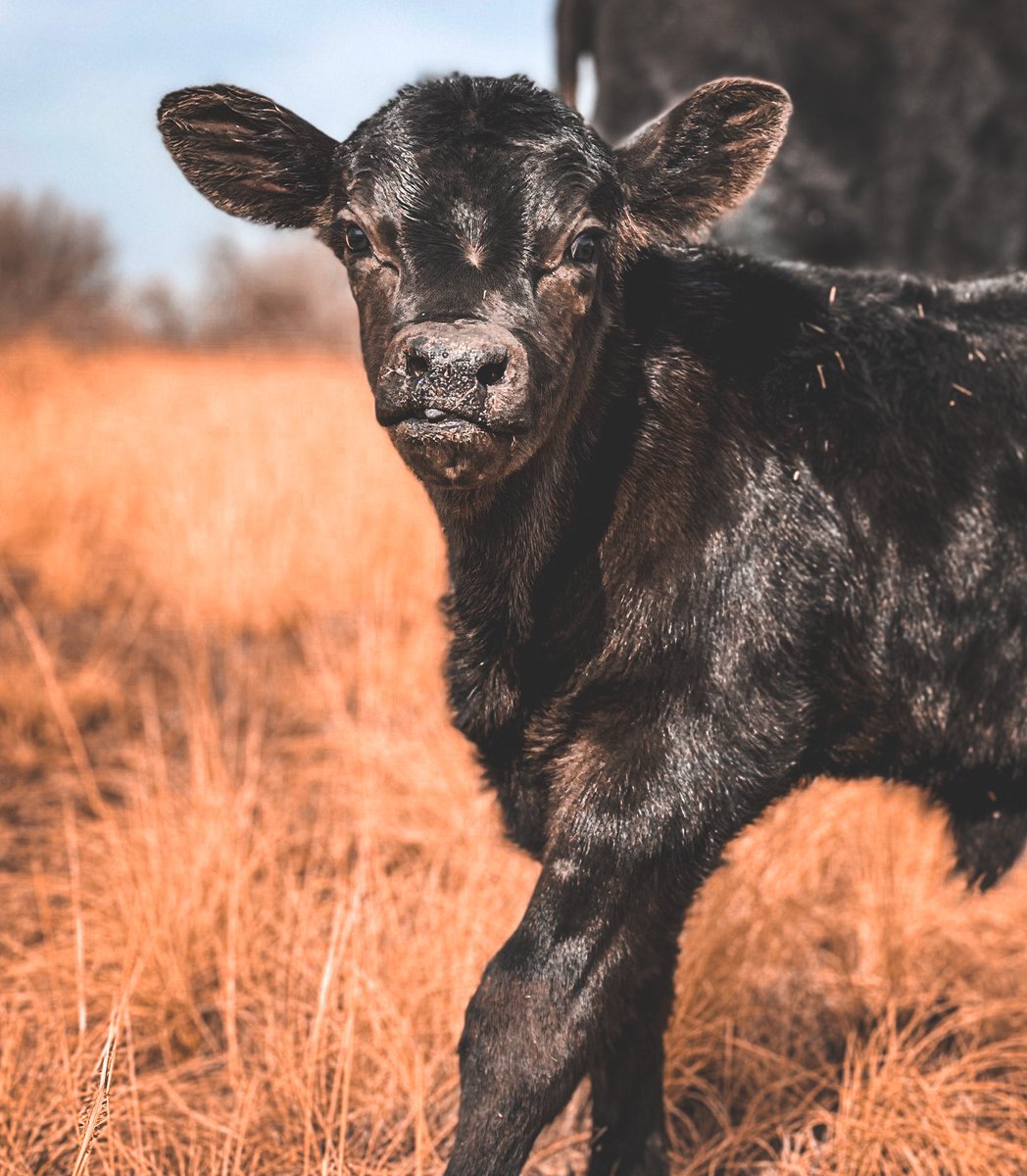 this one has some attitude