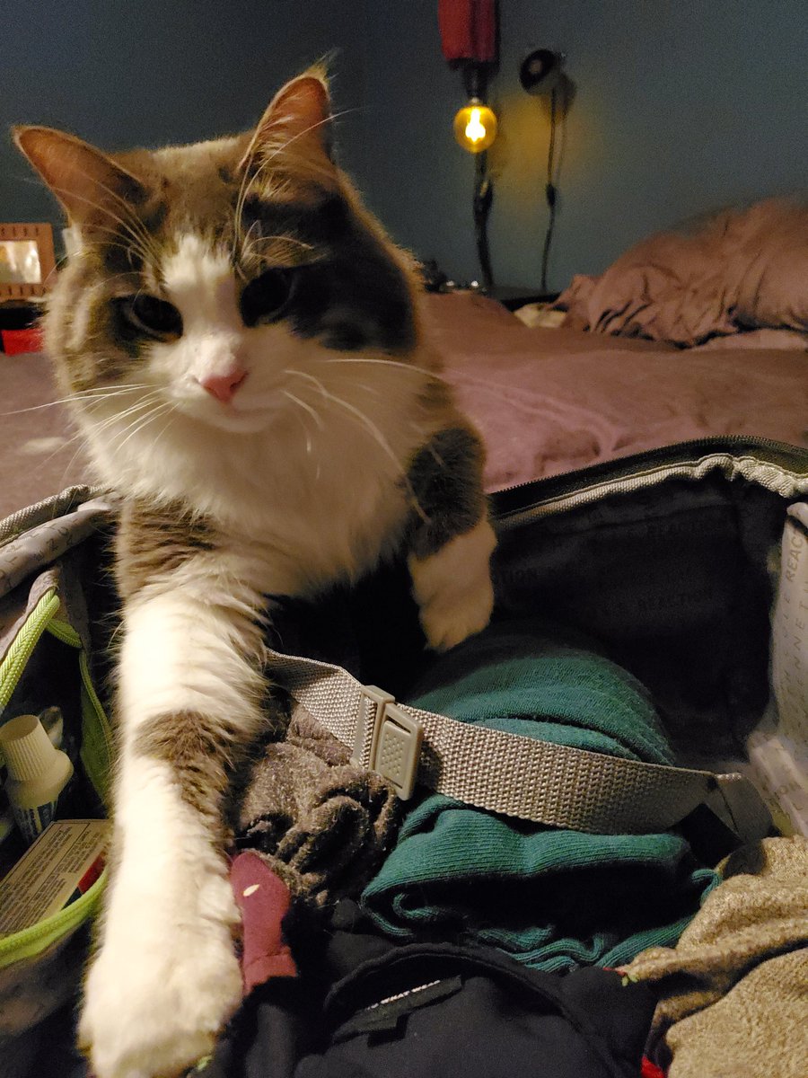 CatMomSays's tweet photo. In my cat's voice: "You're not really packing THAT...are you?" #CatMom #CatMomSays #JudgementalKitty #HelpfulKitty #CatsAndSuitcases #PleaseDontGo #CatsOfTwitter https://t.co/kJ42xYJ0Ok