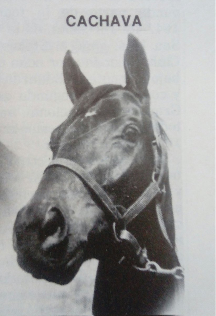 HORSERACING1002's tweet photo. Triple Crown winners GRAN ZAR #GranZar PIKOTAZO #Pikotazo CACHAVA #Cachava https://t.co/PFxWjQjUtC