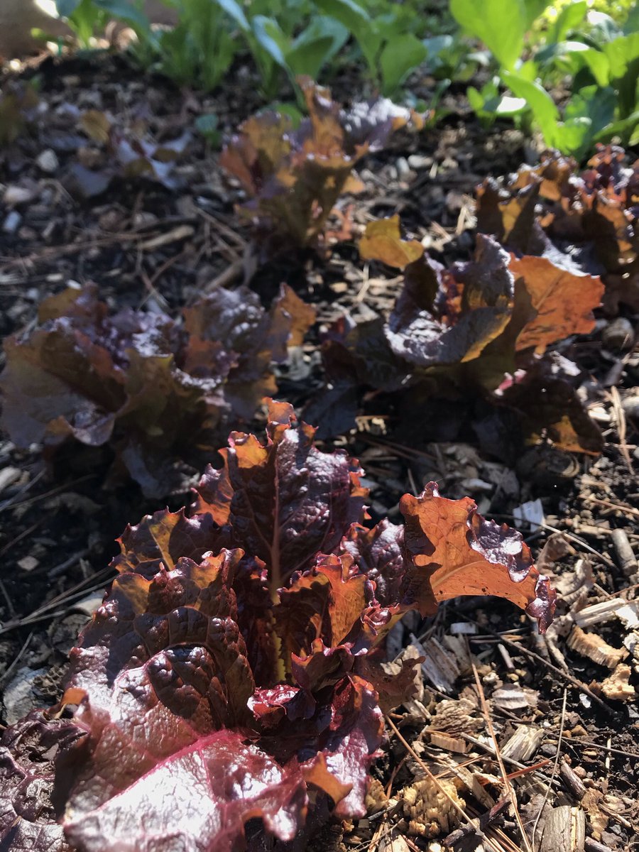 GardenGalGA's tweet photo. The #organicraisedbeds have grown gorgeous #lettuce, #arugula, &amp; #komatsuna last 3 mths. Very warm past 2 weeks &amp; plants starting to bolt. Time to plant again! The #SolarFlareLettuce from @rareseeds has been phenomenal &amp; delicious. Also, it has NOT bolted. Love my #Zone8a garden! https://t.co/7dFP1M0kDQ