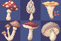 Cornflower07's tweet photo. A #set of #fungi for #pixel_dailies.
Fly Amanita, Morel, Chanterelle, Honey, Russula, and Button, all 30x30 and done in the #nannerpancakes palette
@Pixel_Dailies #pixelart https://t.co/Cxm67xK0bK