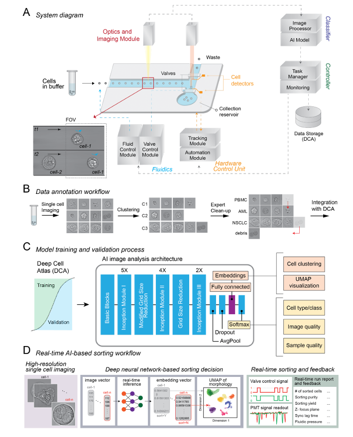 euan ashley (@euanashley) on Twitter photo After > 5 years of development starting in my lab <a href="/Stanford/">Stanford University</a>, excited to share @DeepCell_Inc's COSMOS, a platform for the characterization, classification, isolation, and enrichment of cells from living organisms based on high-dimensional morphology.
biorxiv.org/content/10.110… After > 5 years of development starting in my lab <a href="/Stanford/">Stanford University</a>, excited to share @DeepCell_Inc's COSMOS, a platform for the characterization, classification, isolation, and enrichment of cells from living organisms based on high-dimensional morphology.
biorxiv.org/content/10.110…