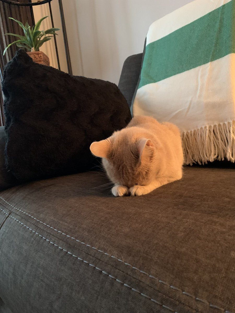 the way my moms new cat sleeps >