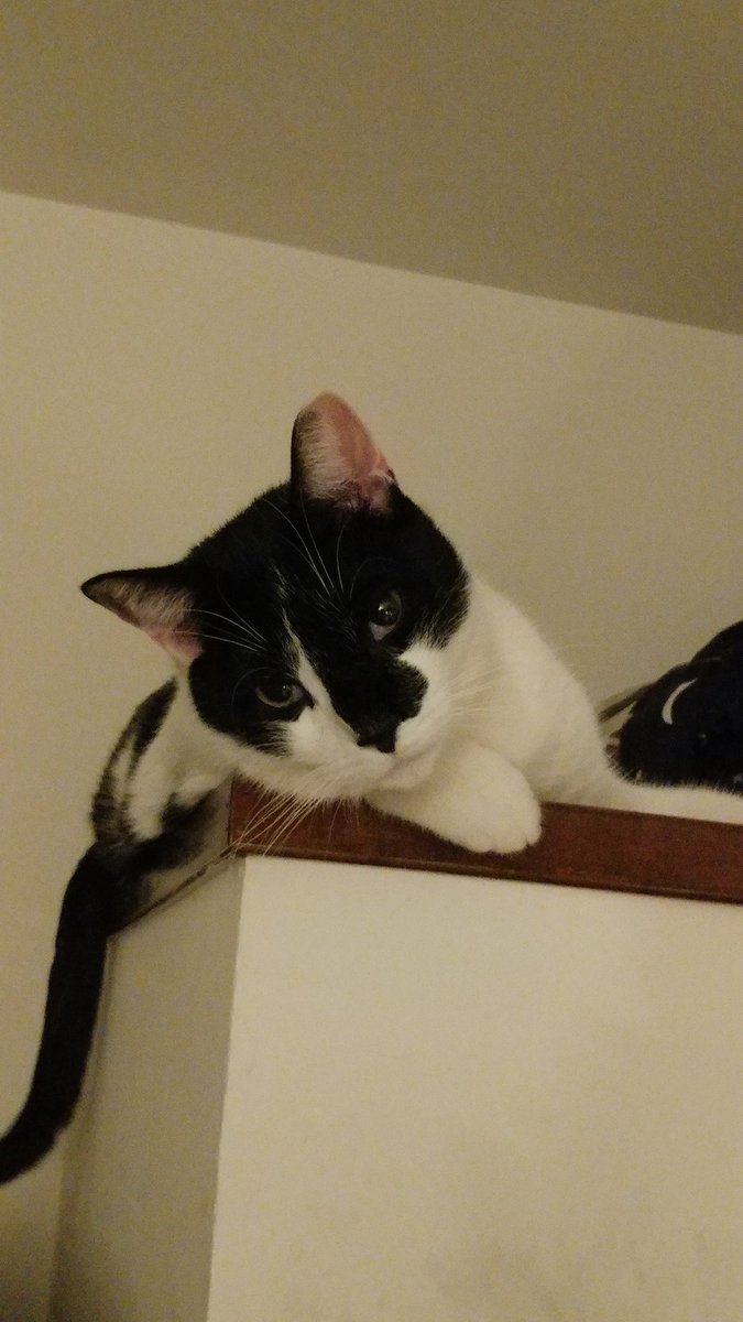 theaterlover1's tweet photo. My cat Luciano just ate two pieces of this while I was in the other room. It was on a plate on top of my toaster oven waiting for the side dish to be cooked. He seems okay, the stinker. Should I skip his dinner tonight? #CatOrDog #catquestions https://t.co/fhdTgL6dZz